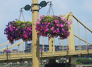 Hanging Baskets