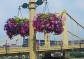 Hanging Baskets