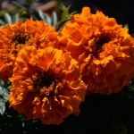 Marigolds