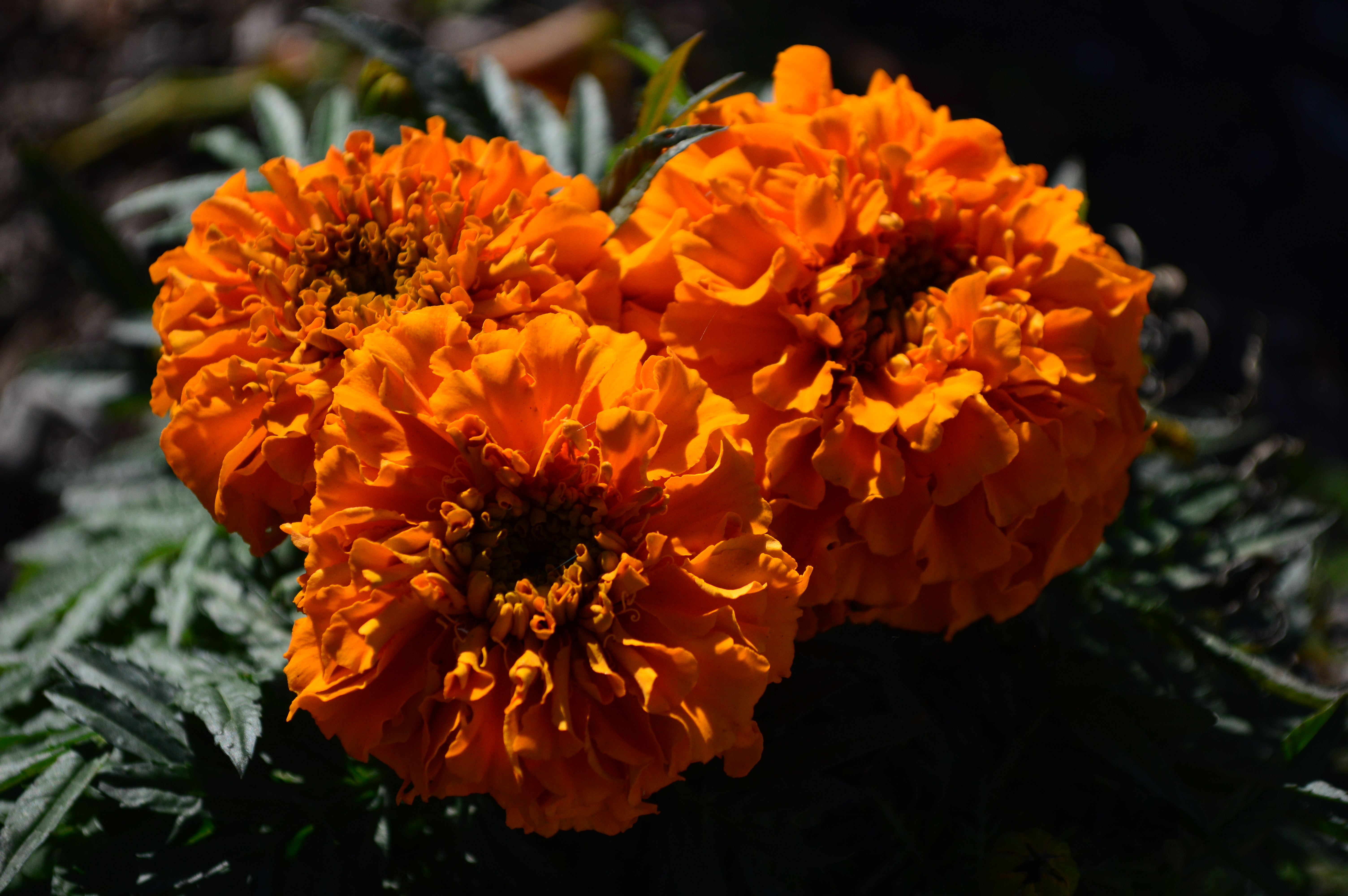 Marigolds